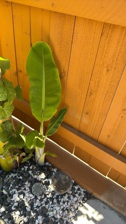 Banana plant 2ft