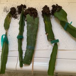 Dragon Fruit Cuttings