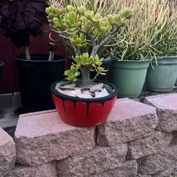 Jade Succulent Plant