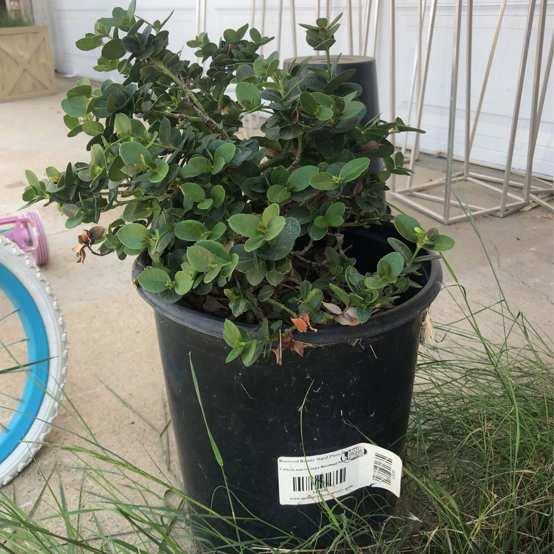 Plant