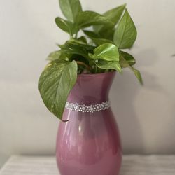 Pothos Plant with Vase