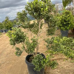 Bonsai Topiary Boxwood 