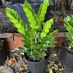 ZZ Plants In 3 gls Pot. SPECIAL PRICE 🤩