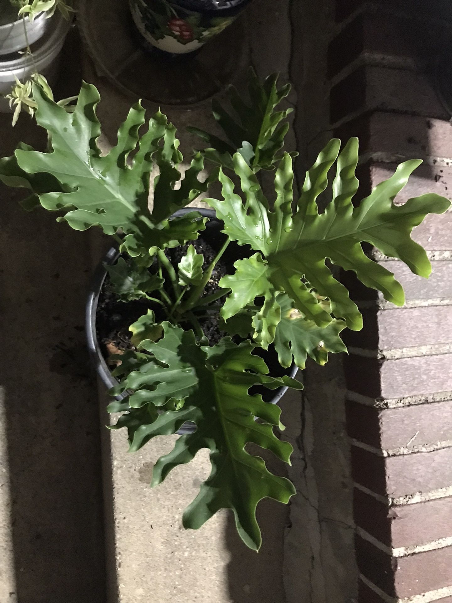 Ever Green Plant