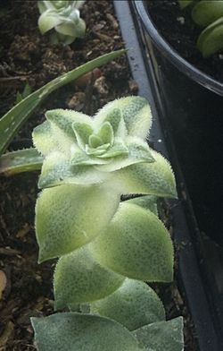 Beautiful Colors! Variegated String Of Buttons Starts