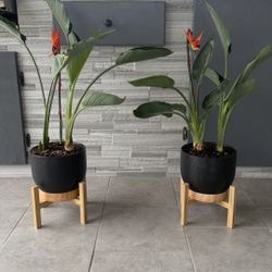 Bird Of Paradise 🌱 