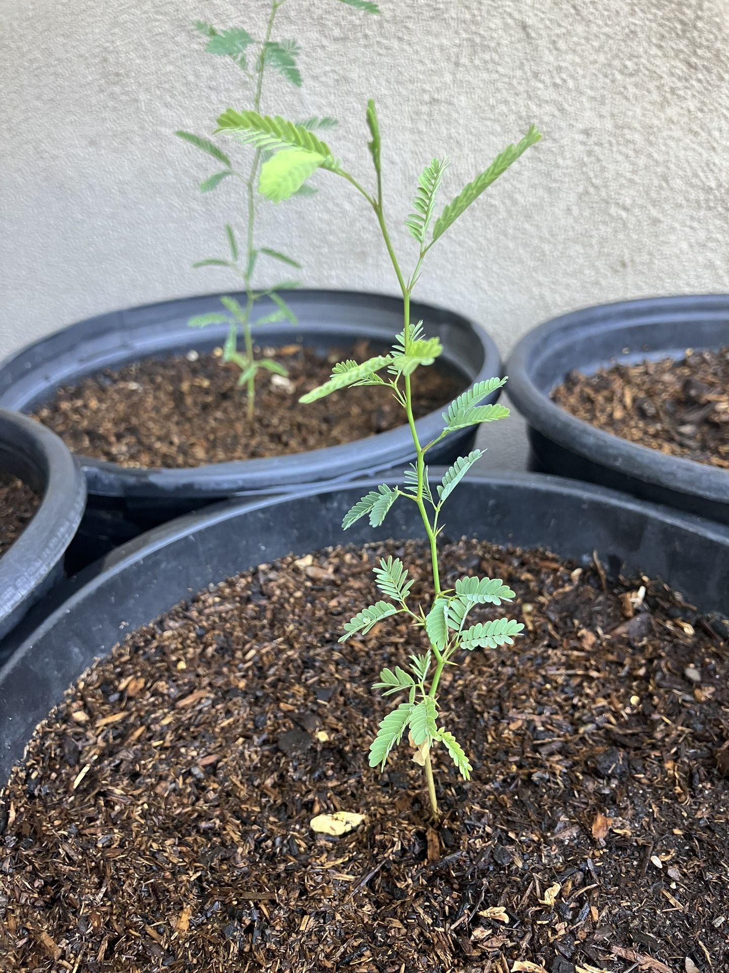 Young Mesquite Trees 1’