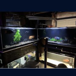 Fish Tank Aquarium