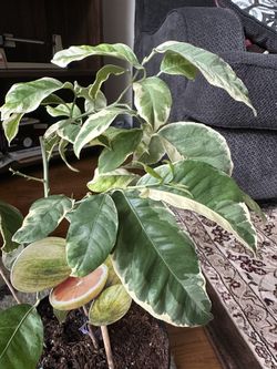 Pink Varigated Lemon tree Plant 24 Inches Tall Potted Tree, Live 