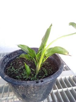 Yellow Flowered Iris's Baby's In A Pot $8
