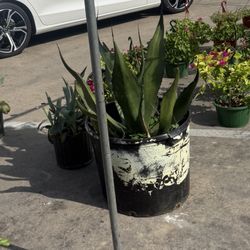 20 Gal Agave 