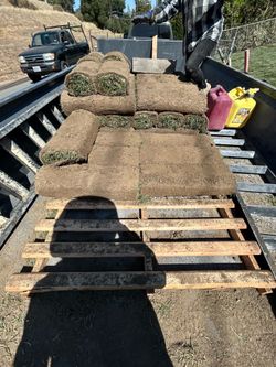 Tall fescue freshly cut today.