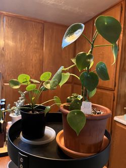 Peperomia Bundle