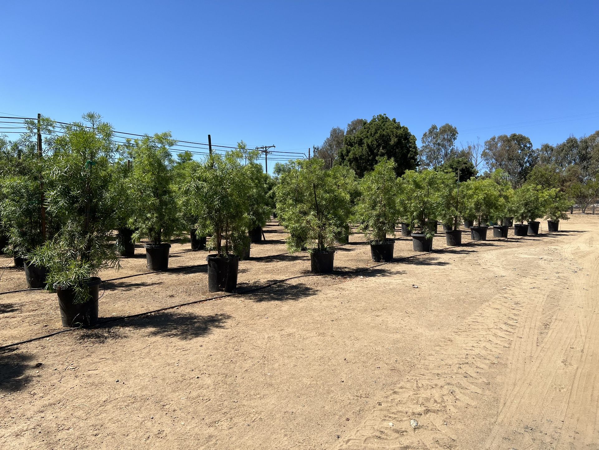 Podocarpus Trees Bonsall Ca