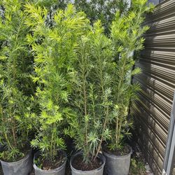 huge Podocarpus  Only $25 Instant Privacy Hedge For Fence 