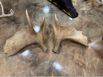 Maine Moose Sheds