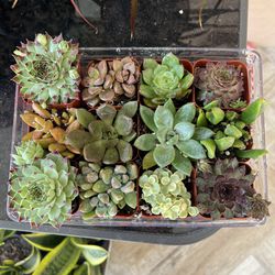 Various Little Succulents Cactus Plant In Pots