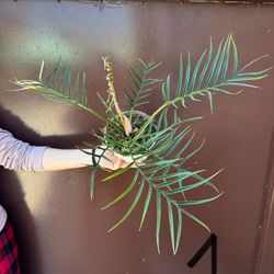 6” Philodendron Tortum