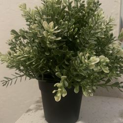 Decoration Plant
