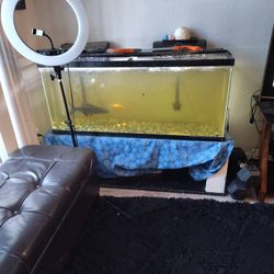Fish Tank 