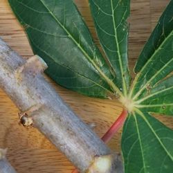 Cassava pieces for planted