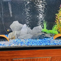 Fish Tank