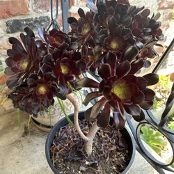 Aeonium Black Rose Succulent