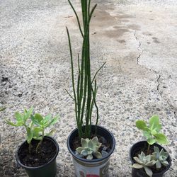 A Few Little Plants. 5-15 Each  If We Have Any Banana Plants Left They Will Be 20-25  Bulbs Will Be $5 