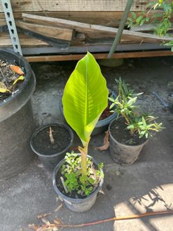 Thai Banana Tree pot