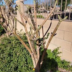 White Plumeria 5-6 Year Old 