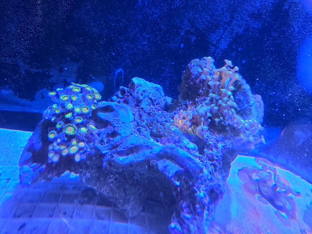 Zoanthid Coral Decoration On Rock