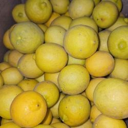 Baby Lemons 