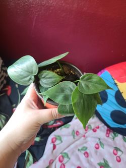 Philodendron