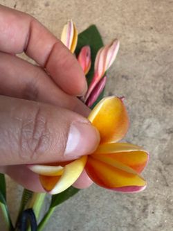 Cutting plumeria