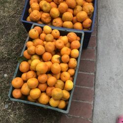 Mandarinas 