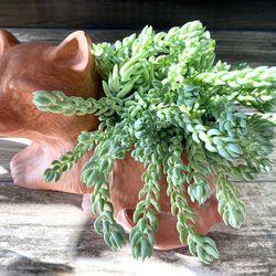 Donkey Tail succulent Live Plant 