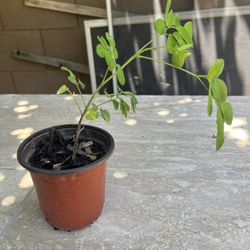 Moringa Plant - Time To Put In Ground 