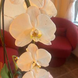 ORCHIDS