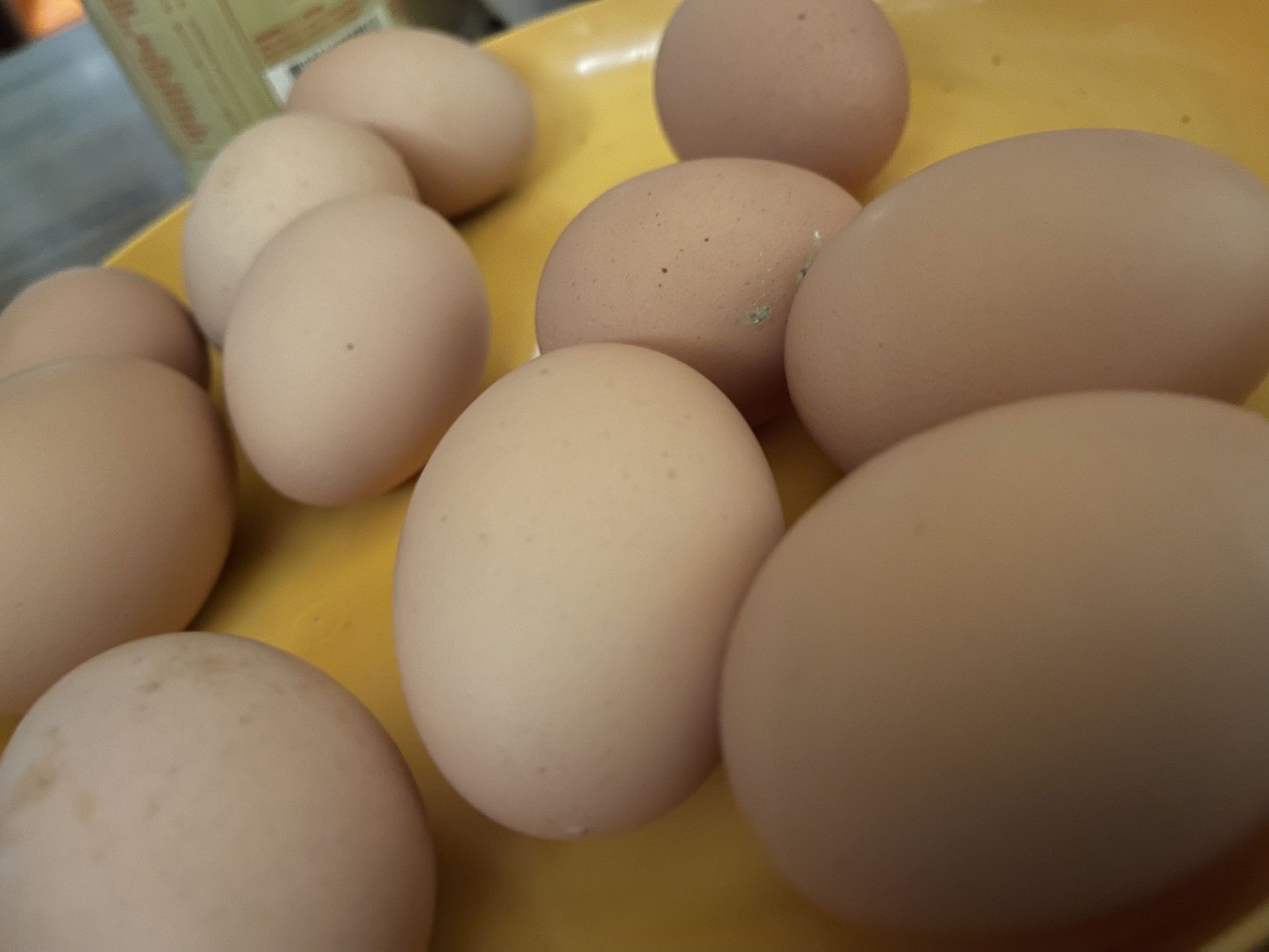 Fresh Eggs