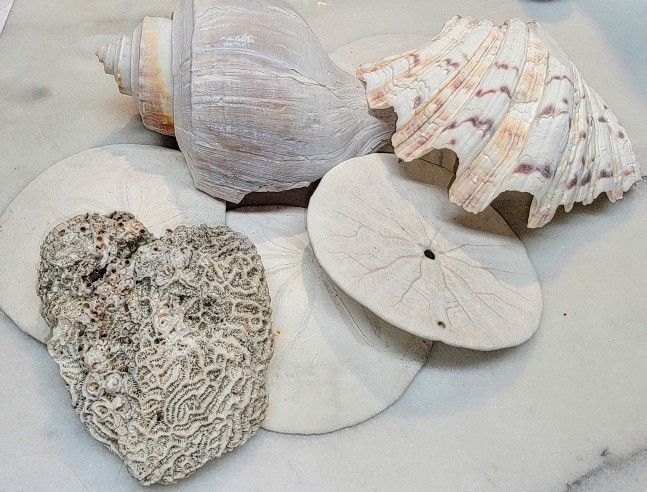 Sea Shells Including 4 Pacific Sand Dollars, Brain Coral & Clam Shell - 7 Shells Total