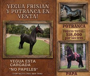 Frisian