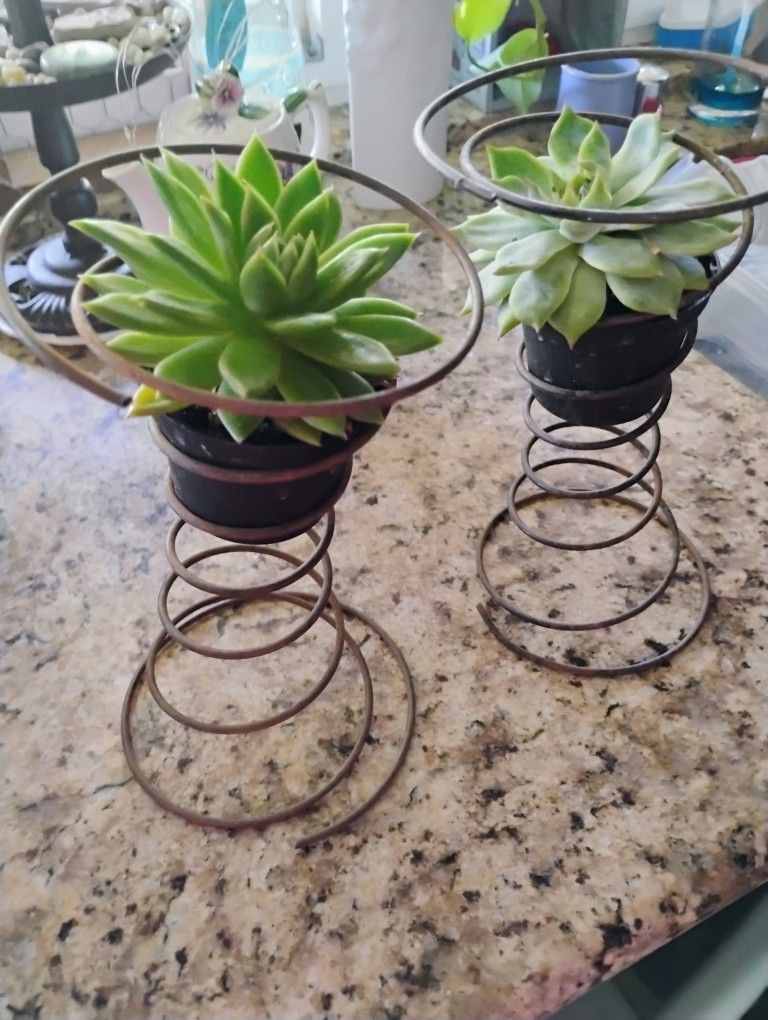 Vintage Rustic Bed Springs With Plant