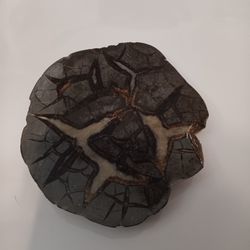Petrified Rock ??