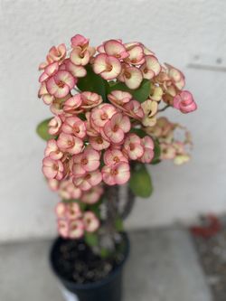Euphorbia Crown Of Thorns Plant, With Jumbo Flowers Is In Full Bloom Now Pick Up Only