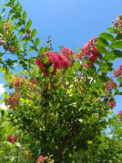 Pink Crape Myrtle Tree 25gl $200🏡🩷