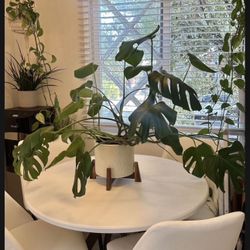 Beautiful Healthy Monstera Plant 