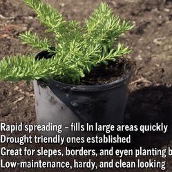 MYROPORUM PLANTS ON SALE