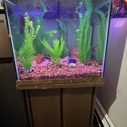 65 Gallon Fish Tank