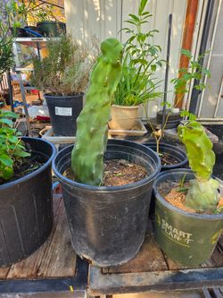 Totem pole cactus