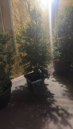 Japanese Holly Plant!